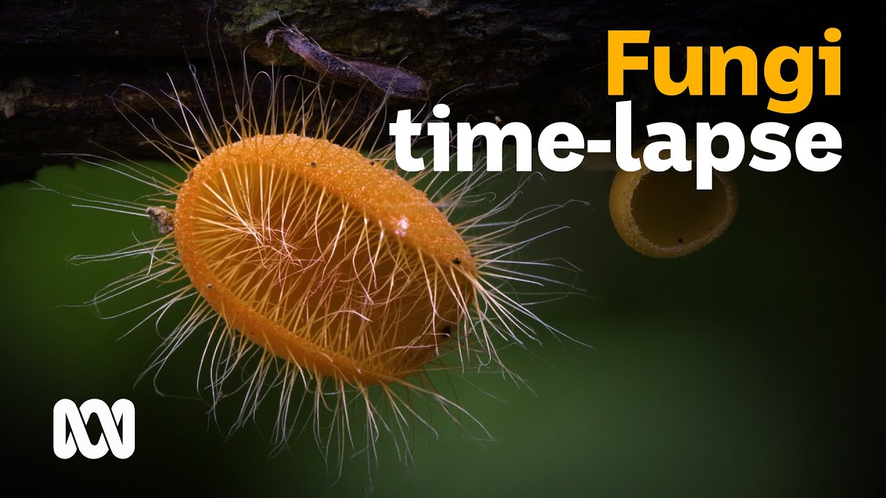Fungi timelapse photography by Planet Earth II's Steve Axford 🍄📷 | ABC Australia