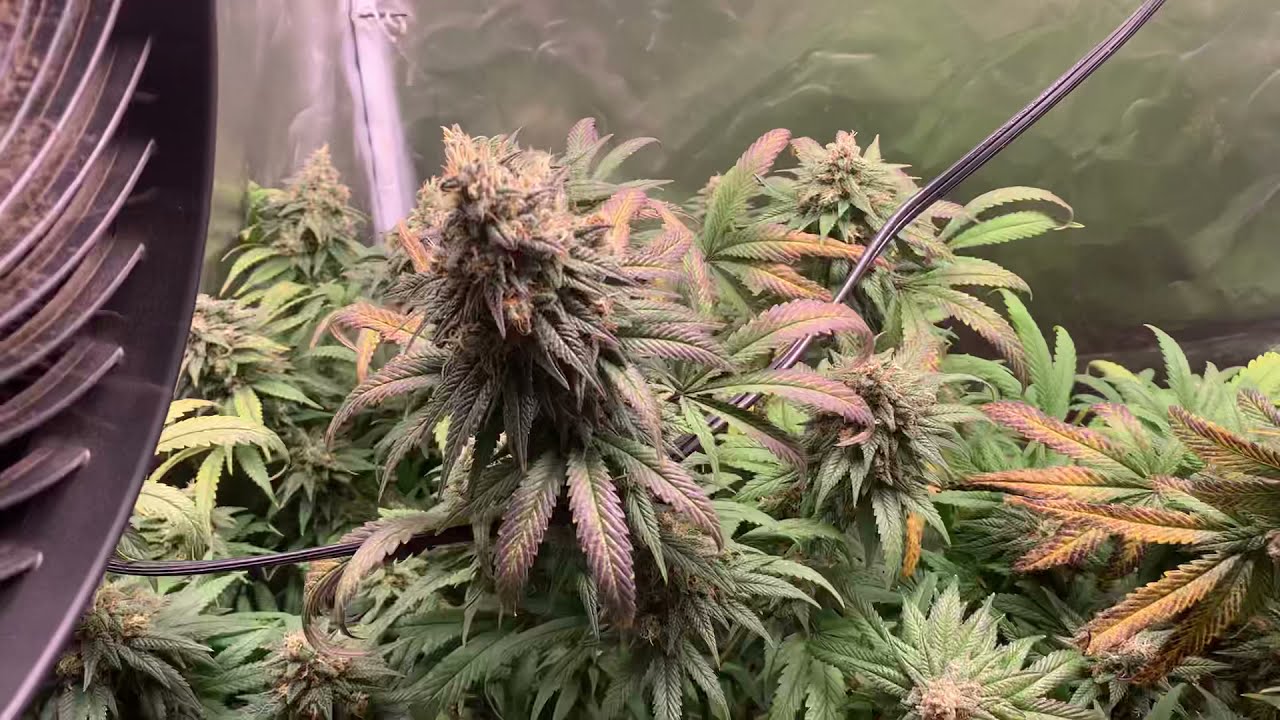 Final days of this organic Pineapple Kush  & Sour OG Grow #bloomplus #organicgrower #downtoearth