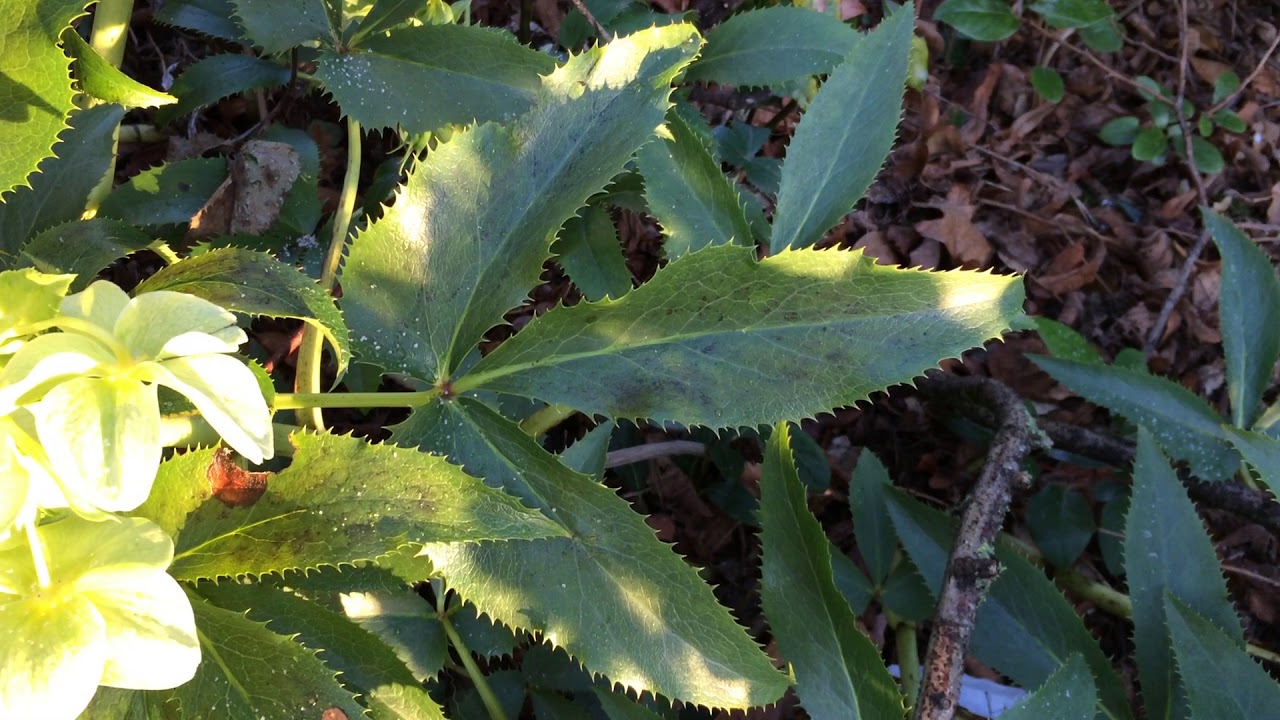 Holly-leaved hellebore (Helleborus argutifolius) - leaves - February 2018