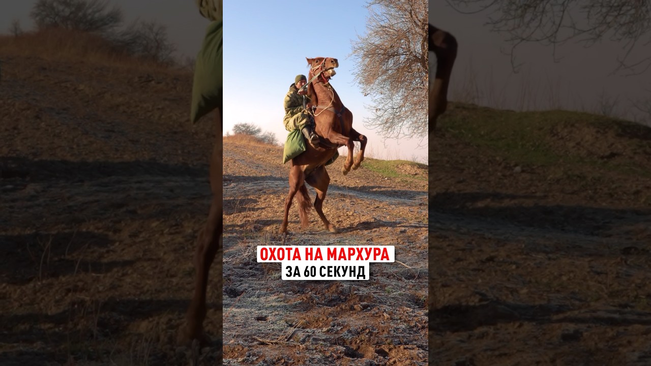 Охота на Мархура за 60 секунд #трофейнаяохота