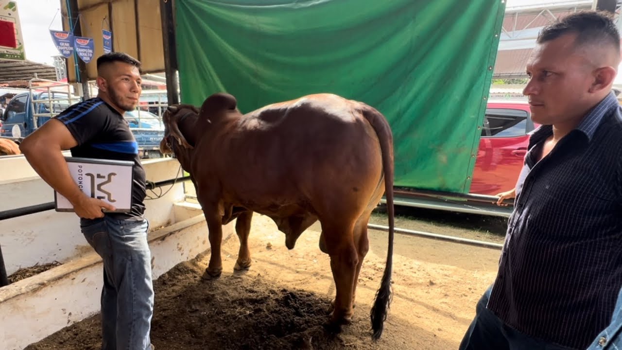 😳Mira el precio de estos toros Brahman rojo en la feria de santa Ana