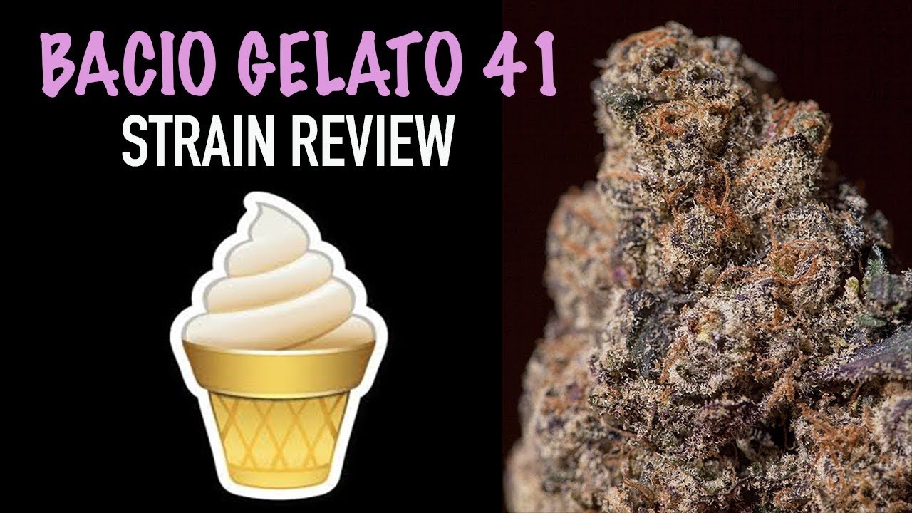 BACIO GELATO #41 STRAIN REVIEW
