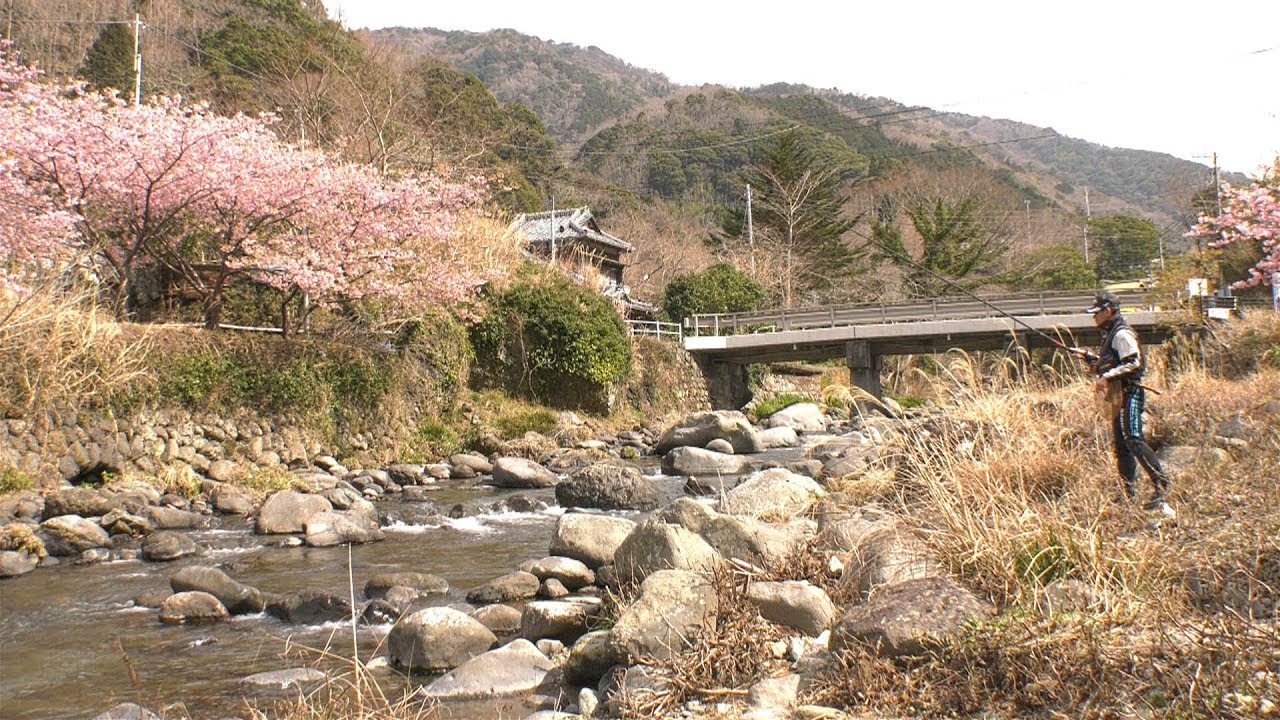 #282 渓流解禁　早春の伊豆に躍るアマゴ～本流大物師の原点を見る～