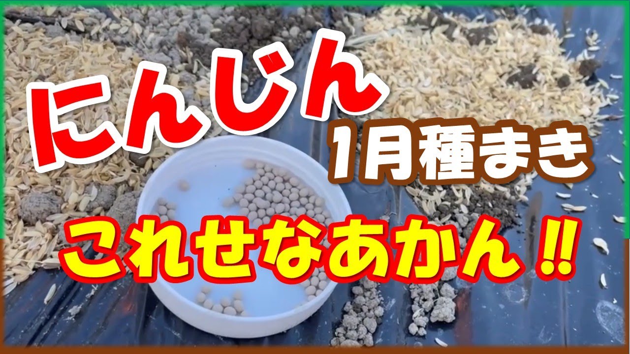 1月にんじん種まき　これをしないと失敗します