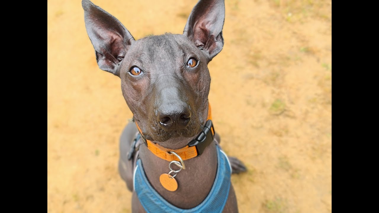 Jago the Xoloitzcuintli - 4 Weeks Residential Dog Training