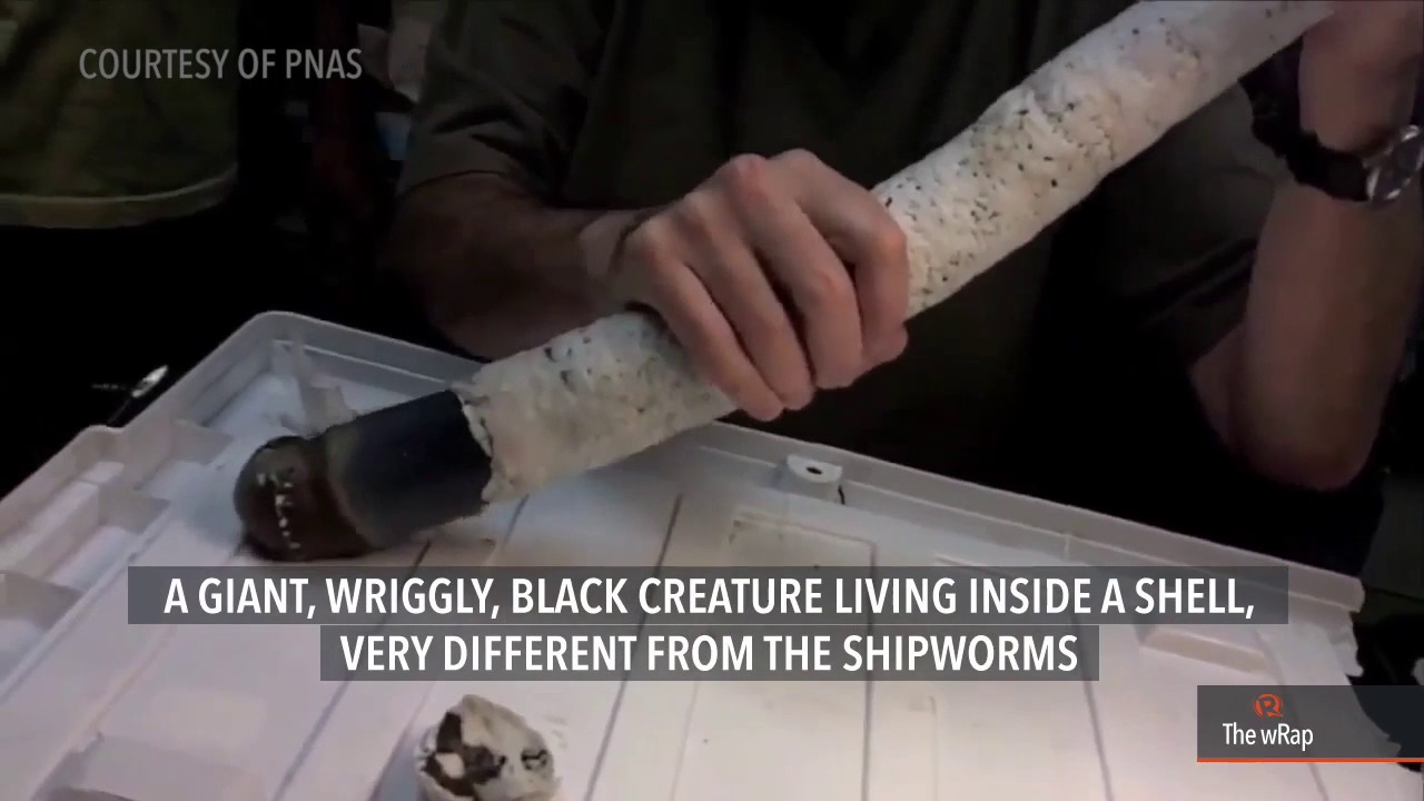 Elusive giant shipworm, oceanic 'unicorn,' finally discovered