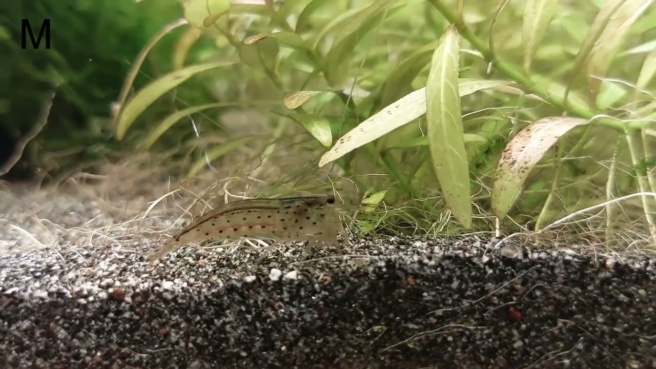 Happy amano shrimps. Male and female
