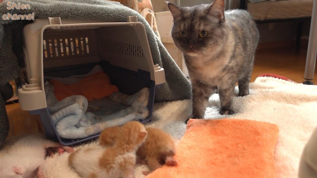 【生後10日】子猫が鳴くと心配そうに様子を見にやって来る猫