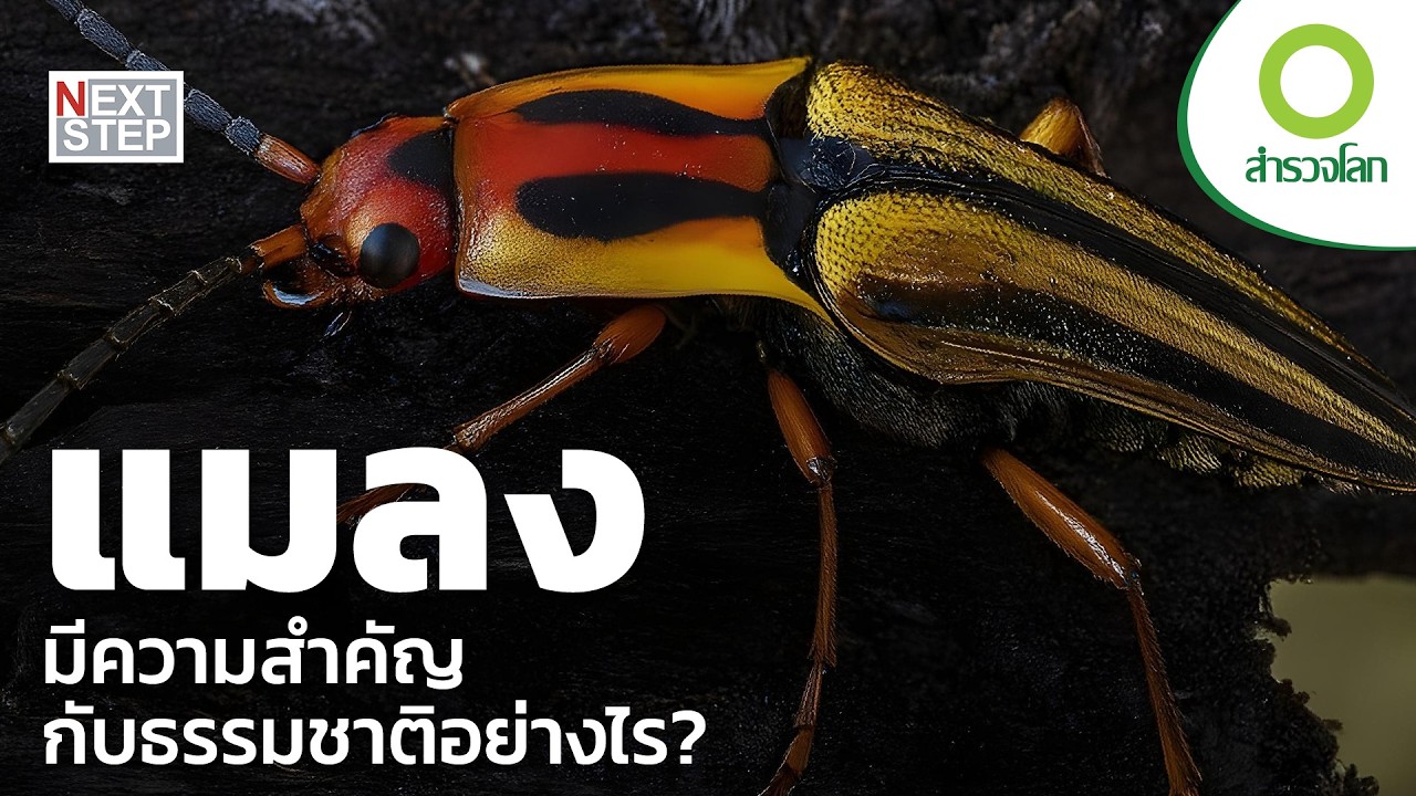 เมื่อแมลงคืนความสมดุลให้กับธรรมชาติ | สารคดี สำรวจโลก