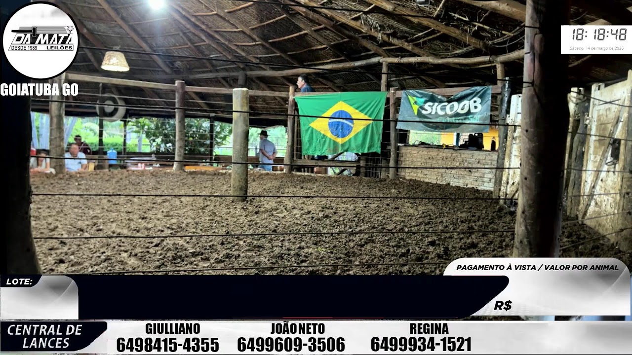 Leilão de gado em Goiatuba Goiás,  14/03/2026 - Mata Preta  Leilões - 14:00 Hs