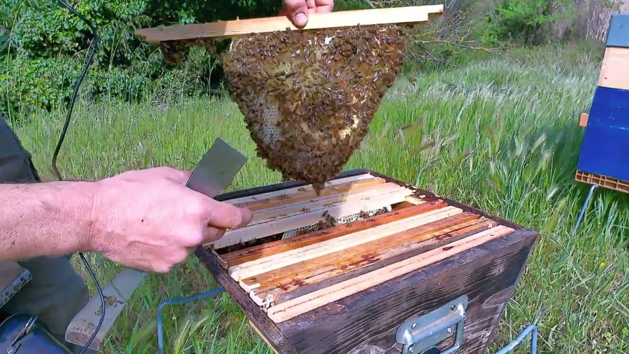 Enruchement ruche Dadant/Kényane ep 03 Apiculture naturelle