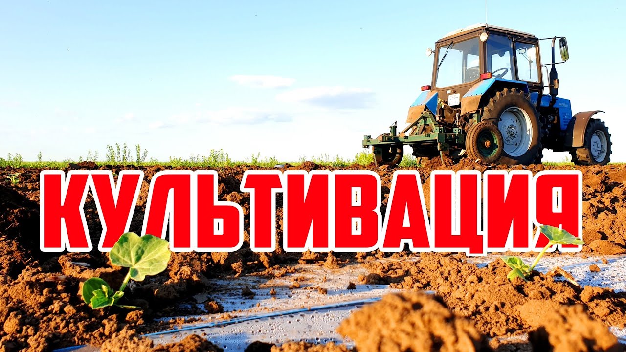 Культивация междурядий 13 05 20