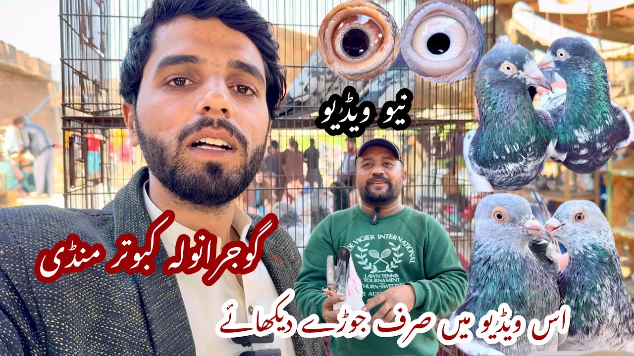 Gujranwala kabootar mandi گوجرانولہ کبوتر منڈی