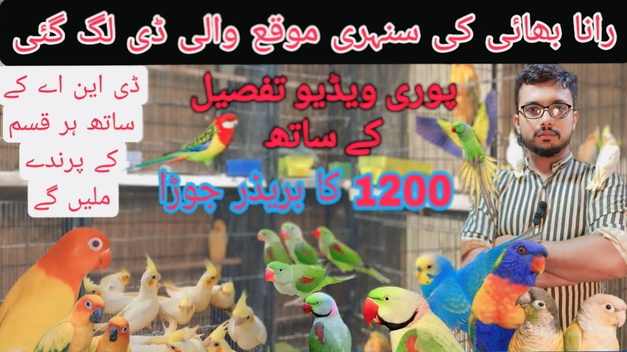 رانا بھائی کے پاس 1200 کے بریڈر جوڑے ملیں گے پوری ویڈیو تفصیل کے ساتھ #birds @Pakistanlahorepets 🙂🙂