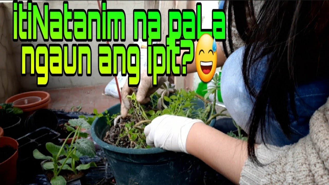 Feeling plantita