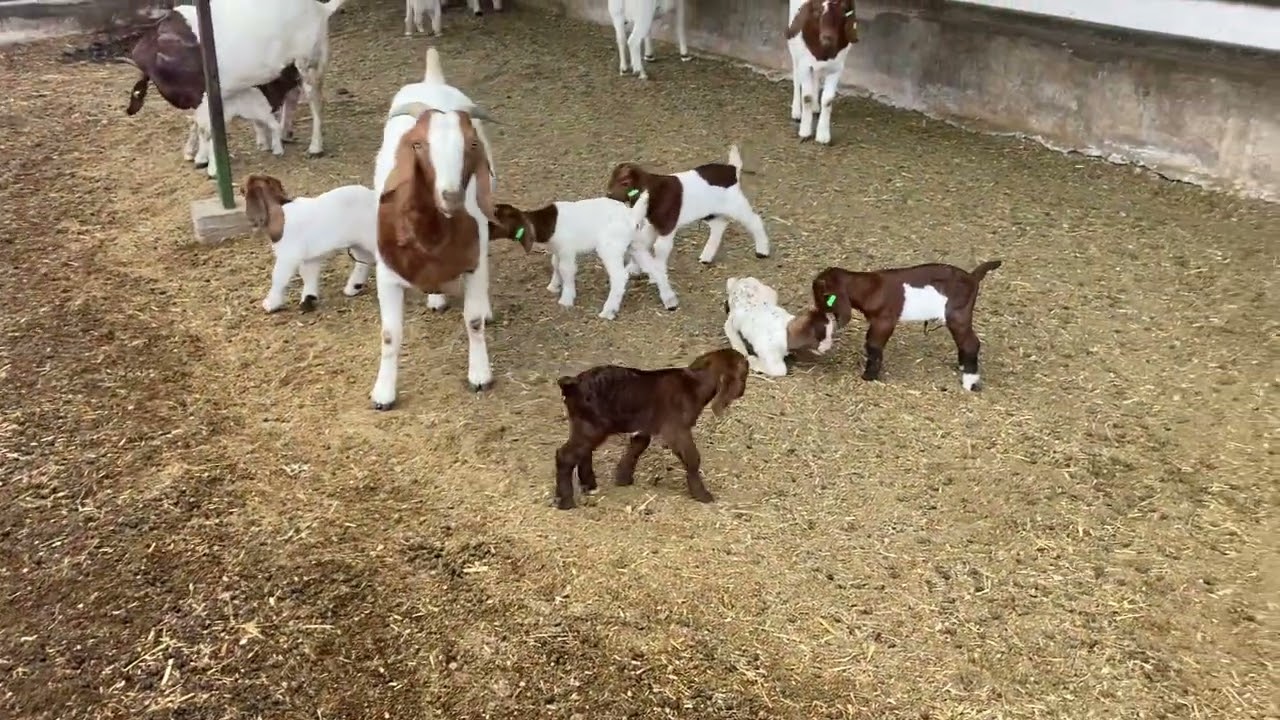 Cabras B&ograve;er Rancho Las Ardillas