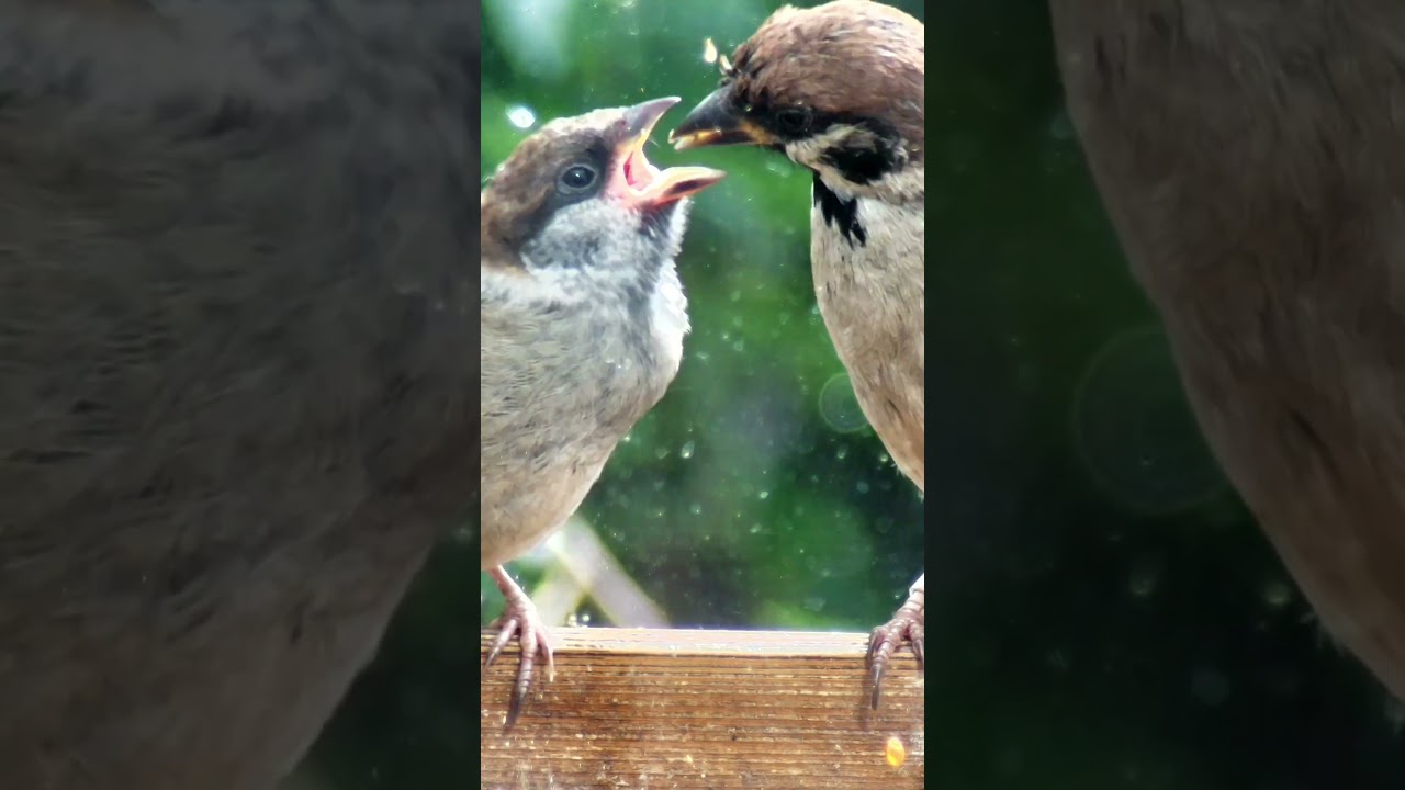 Мама кормит птенца воробья #birdcam #birds #sparrow