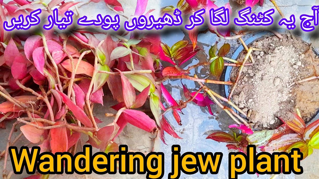 Wandering jew plant grow from cuttings 🪴🌱