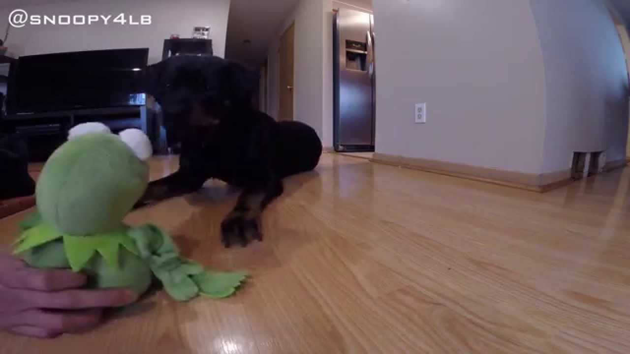 GoPro: Rottweiler Vs. Kermit The Frog