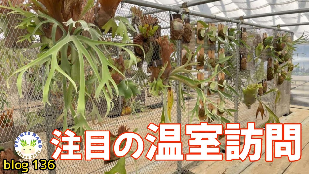 【農園オープン間近!!】噂のビカクシダ温室へ行ってきた!!🌱