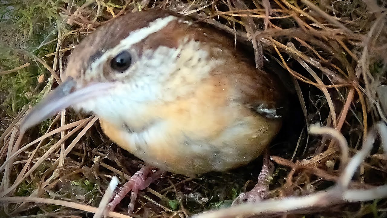 Watch Carolina Wrens Build a Nest: Adorable Time-Lapse You Can’t Miss!