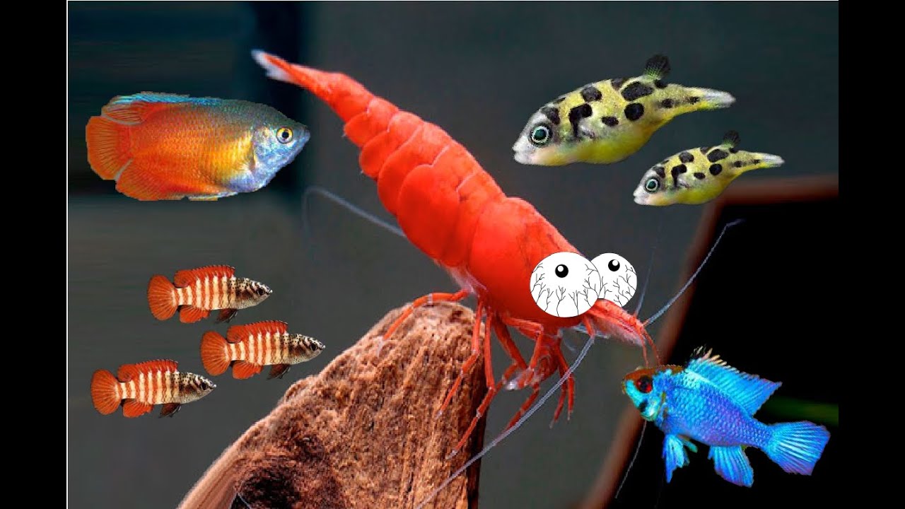 Peces INcompatibles con las Gambas