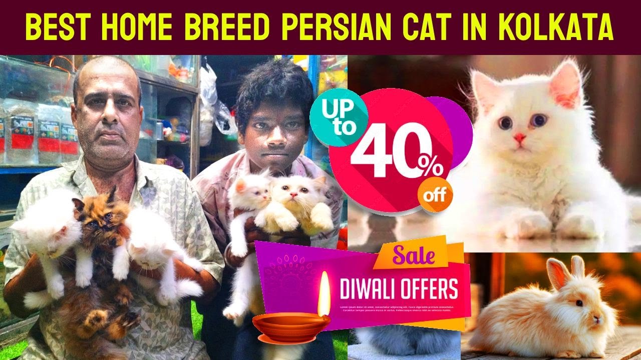 Persian Cat Price in Kolkata | kittens Market in Kolkata | Kolkata Cat Market | persian cat