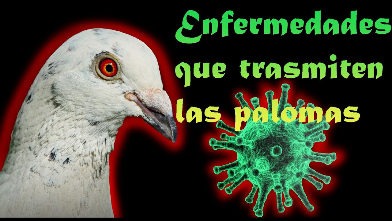 Enfermedades que trasmiten las palomas