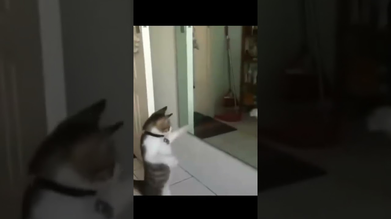 snaakse kat video