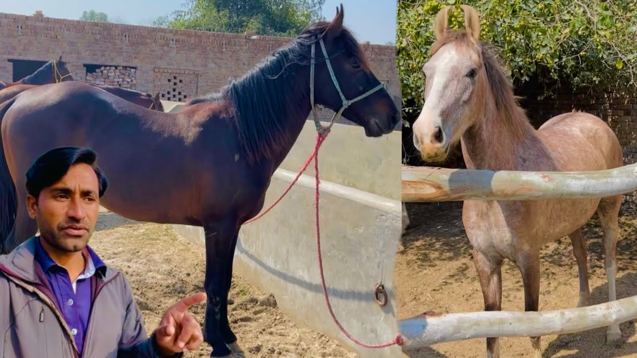 Karael wapis aa gya aur Mithi ko khula chorr dia....