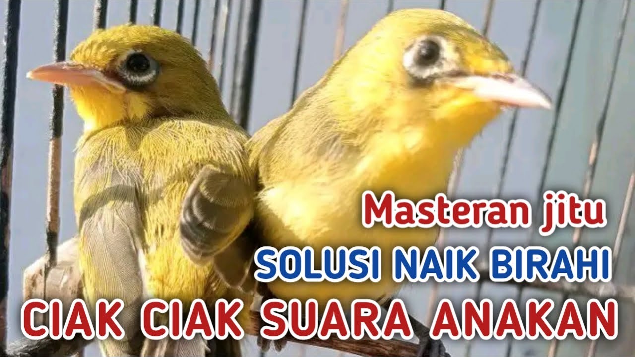 PANCING BIRAHI KECIAL KUNING ‼️DENGAN SUARA CIAK CIAK RIBUT RAME SUARA ANAKAN JOSS BUKA PARUH