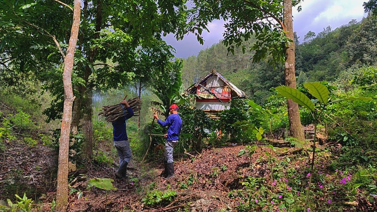 Aktivitas Di Kebun Hutan - Turun Hujan Deras Sebentar 🌧️ Makan Ubi Kukus Ditemani Anjing Peliharaan 