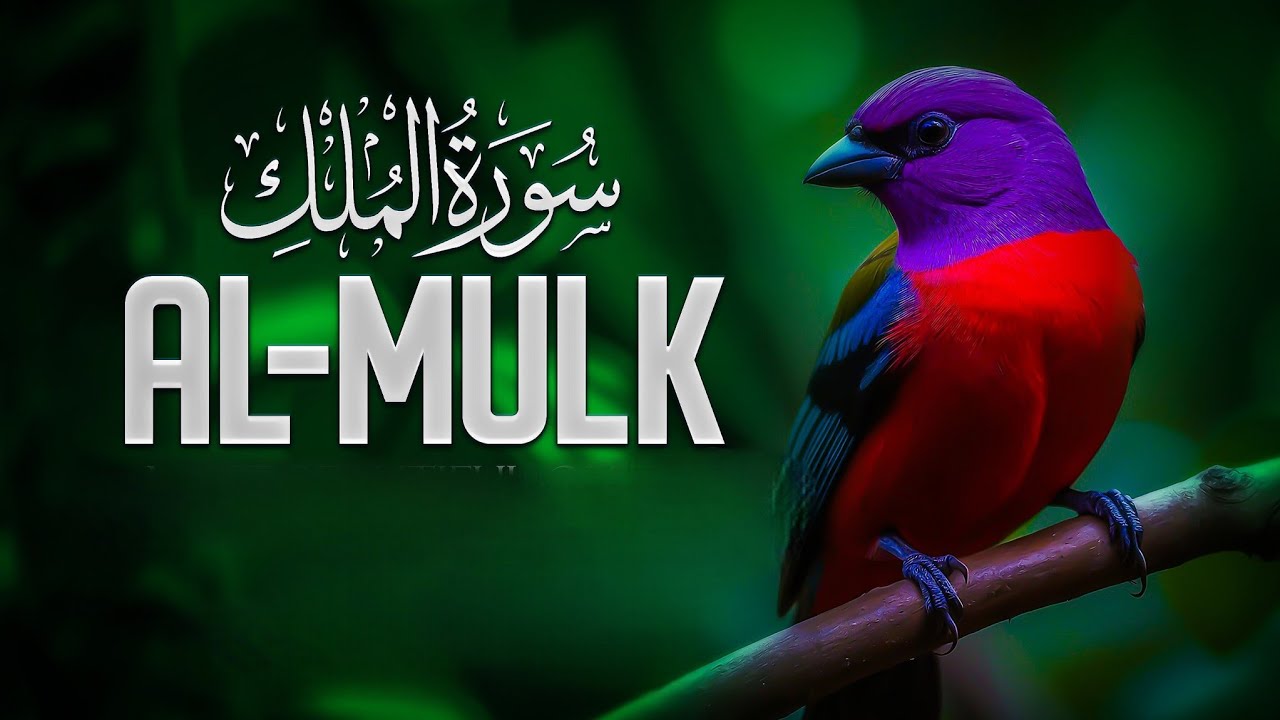 Surah mulk || mulk || Most beautiful recitation || Qari taj muhammad || سورة الملك || Ep-024 || 67
