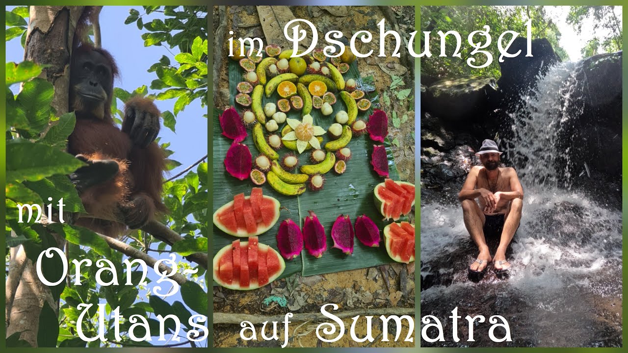 Orang-Utan-Trek & Bukit Lawang auf Sumatra ( Weltreise - Vlog #73 )