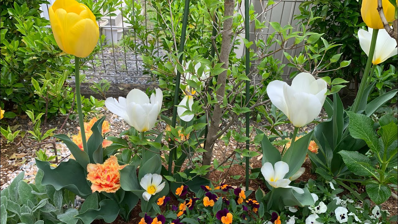 My Tulip Garden Tour 🌷(チューリップが彩る庭ツアー)