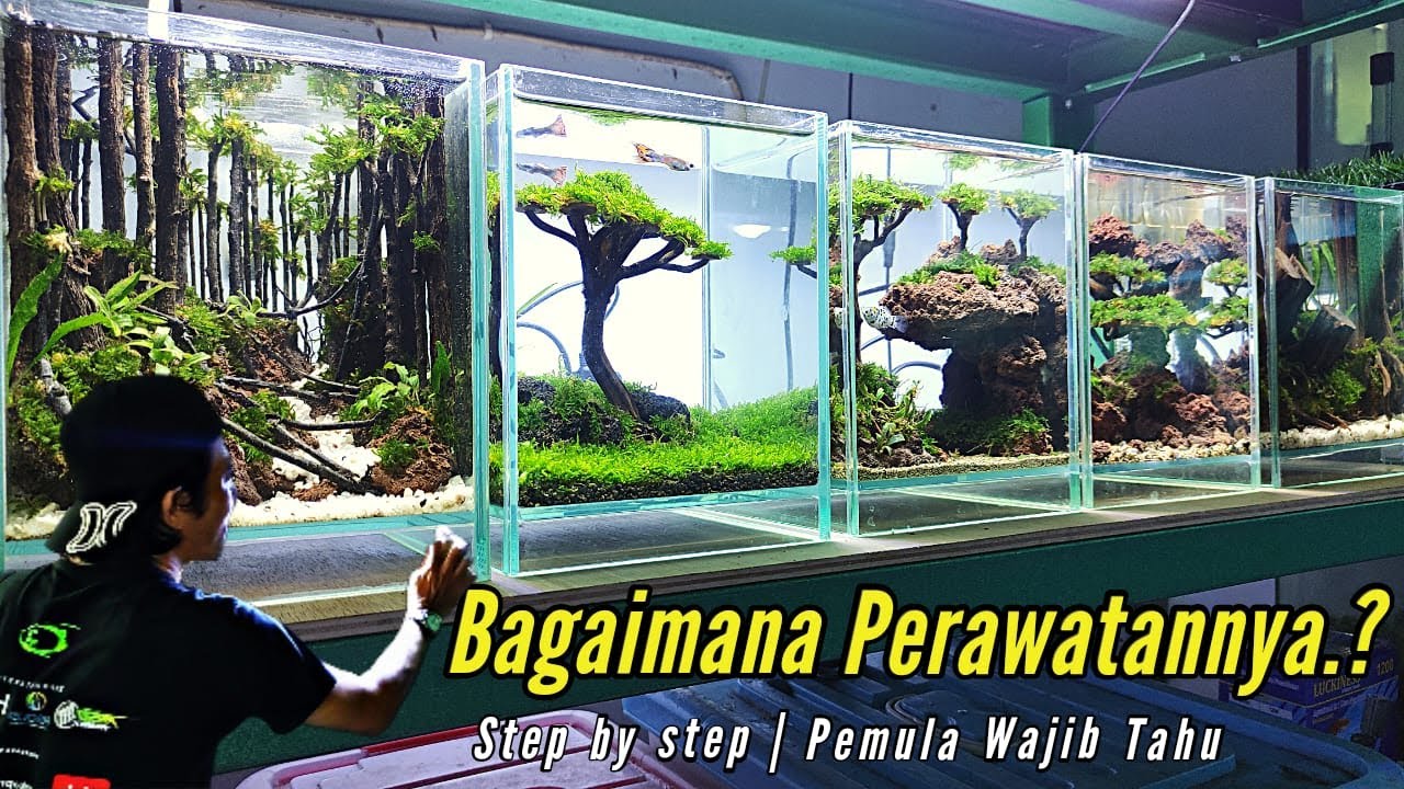 CARA MERAWAT AQUASCAPE MINI 10 MENIT SELESAI | Pemula Wajib Tahu | Aqua One Design