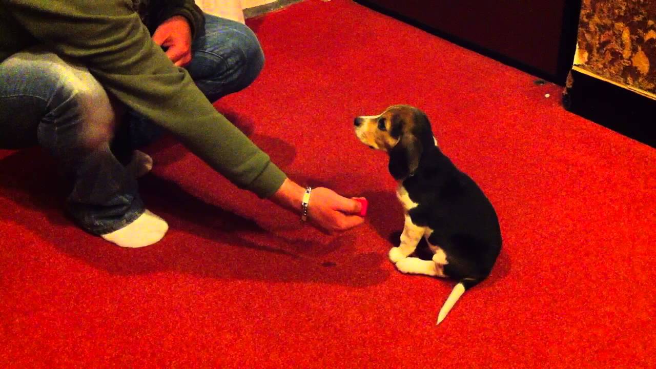 cani beagle "seduto" "zampa" addestramento