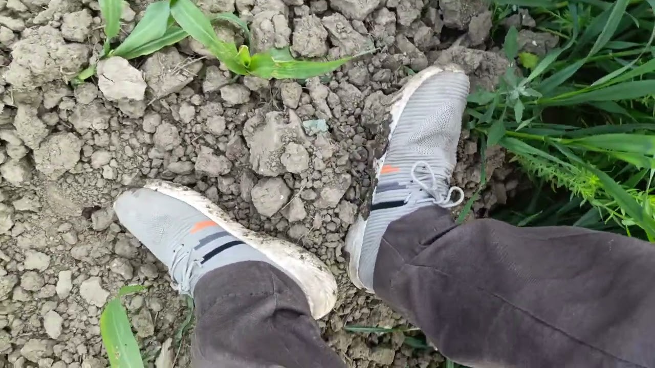 गेहूं खेतों का नजारा देखिए अपने बिहार में 👍 #sharwankumarvlogs  #vlog #video #गेहूं  #खेत 