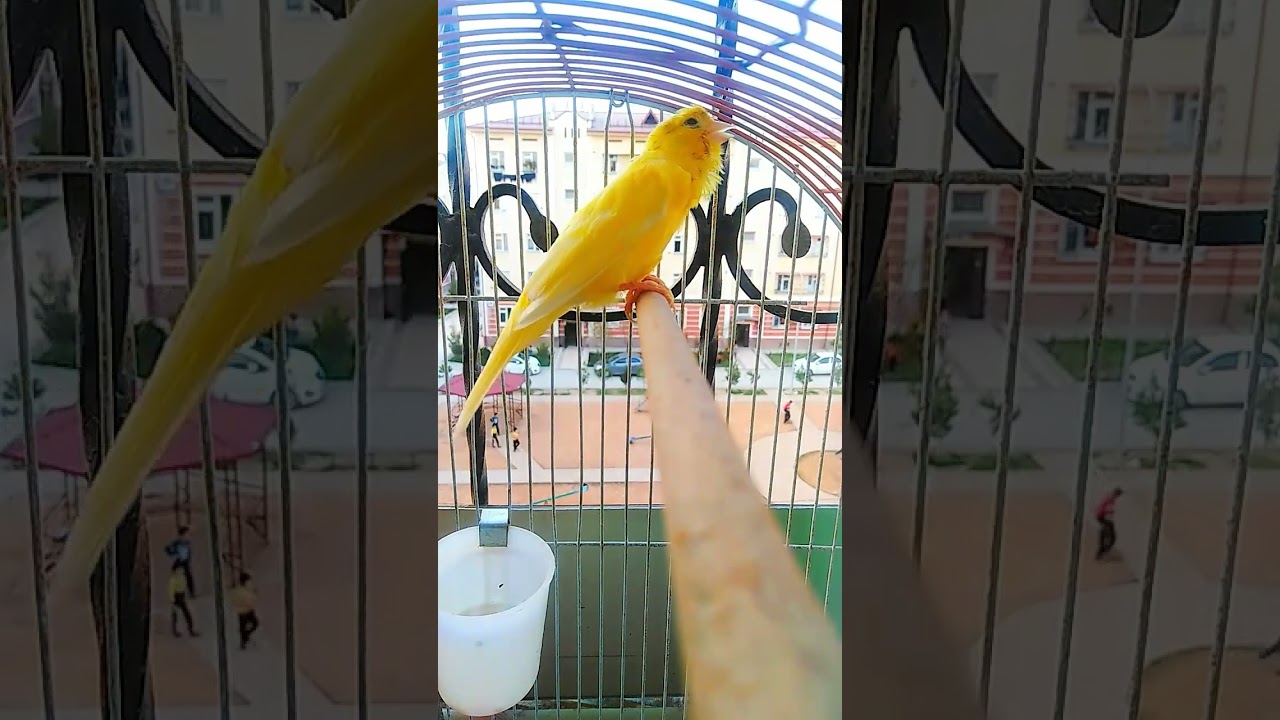 Kanareyka sayrashi. Yoqsa like bosila obuna bo'lish ham esdan chiqmasin bizni kuzatib boring 😍