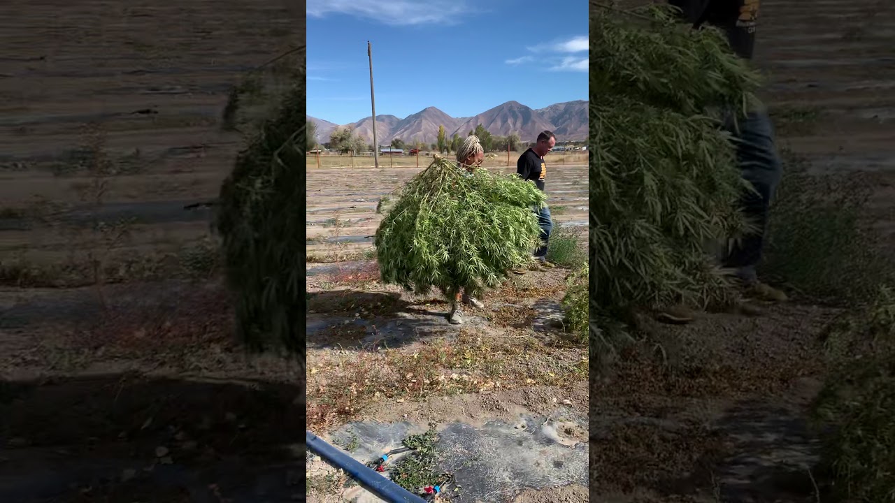 Cannabis HARVEST in Utah