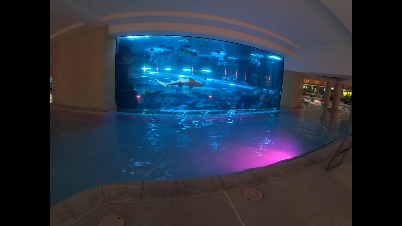 Shark Tank Pool Golden Nugget Las Vegas Hotel and Casino 2020 #thekingofbakersfield #tkob