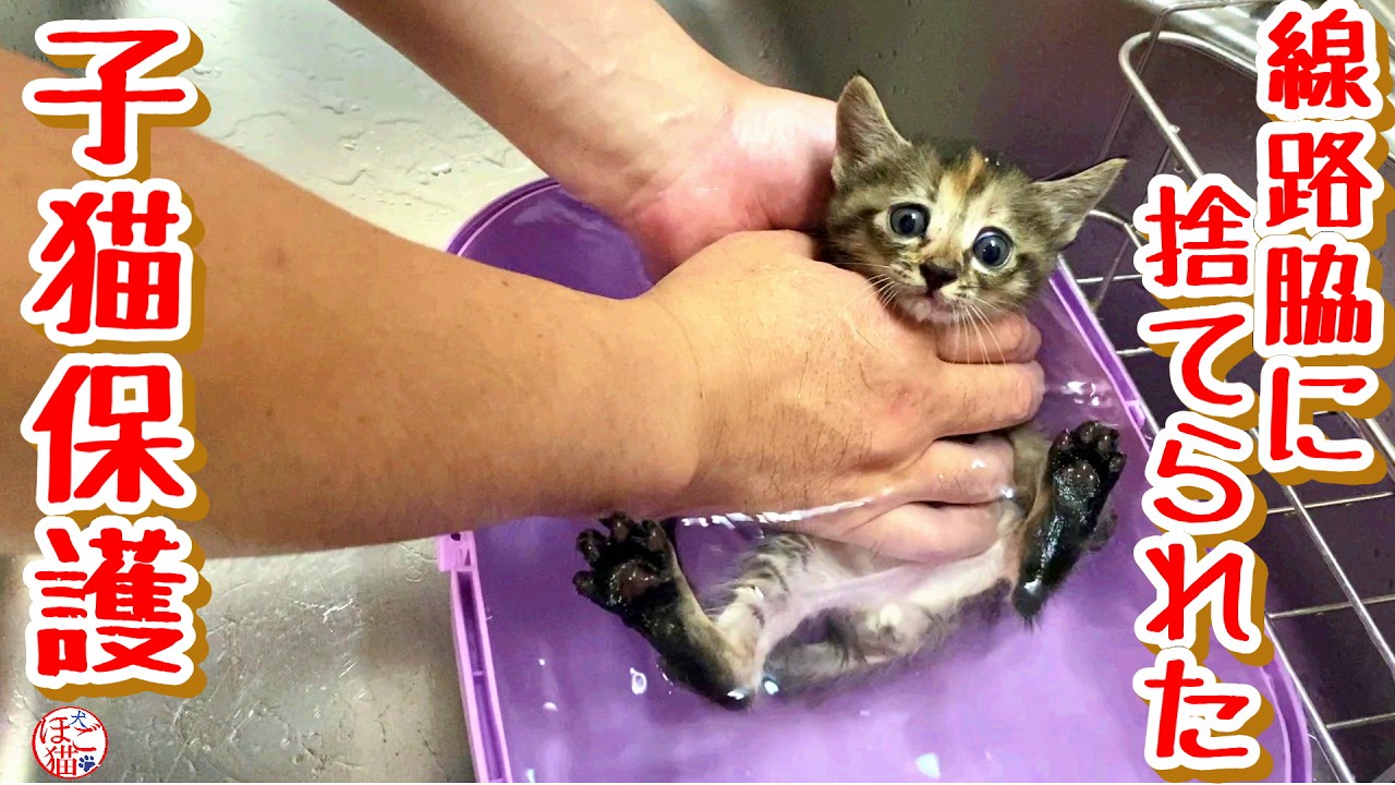 【子猫 保護　お名前募集】線路わきに段ボールに入れて捨てられていた子猫３匹保護しました