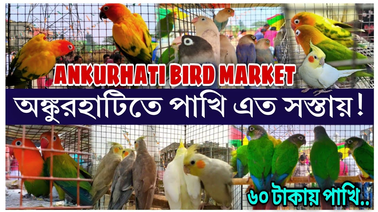 অঙ্কুরহাটিতে পাখি এতো সস্তায় পাওয়া যায় | Ankurhati Bird Market Price Update💥|| Delivery Available