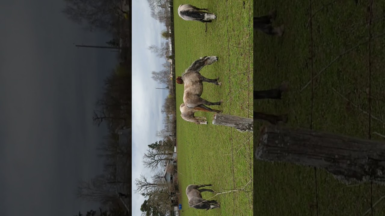 3 foals lipizzans 1 mare lipizzan