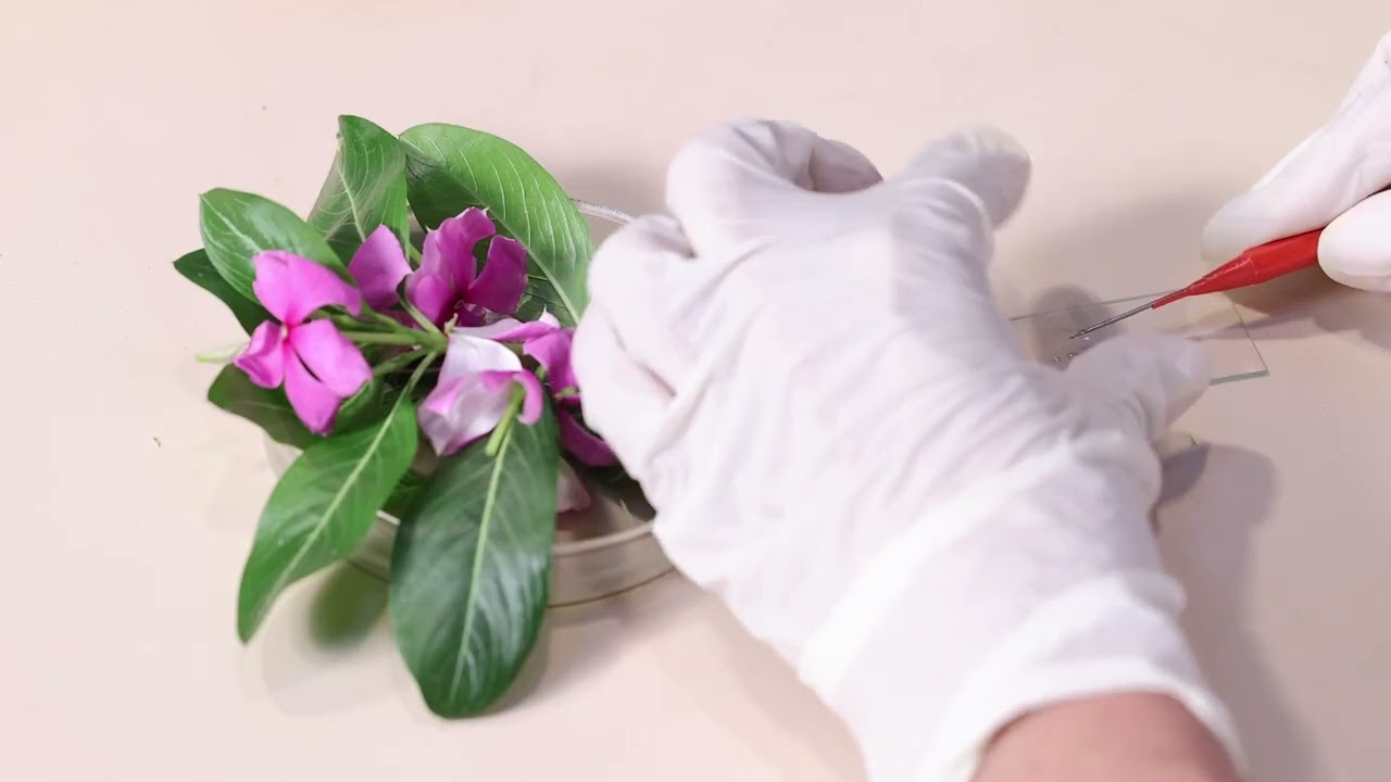 To calculate percentage of pollen germination