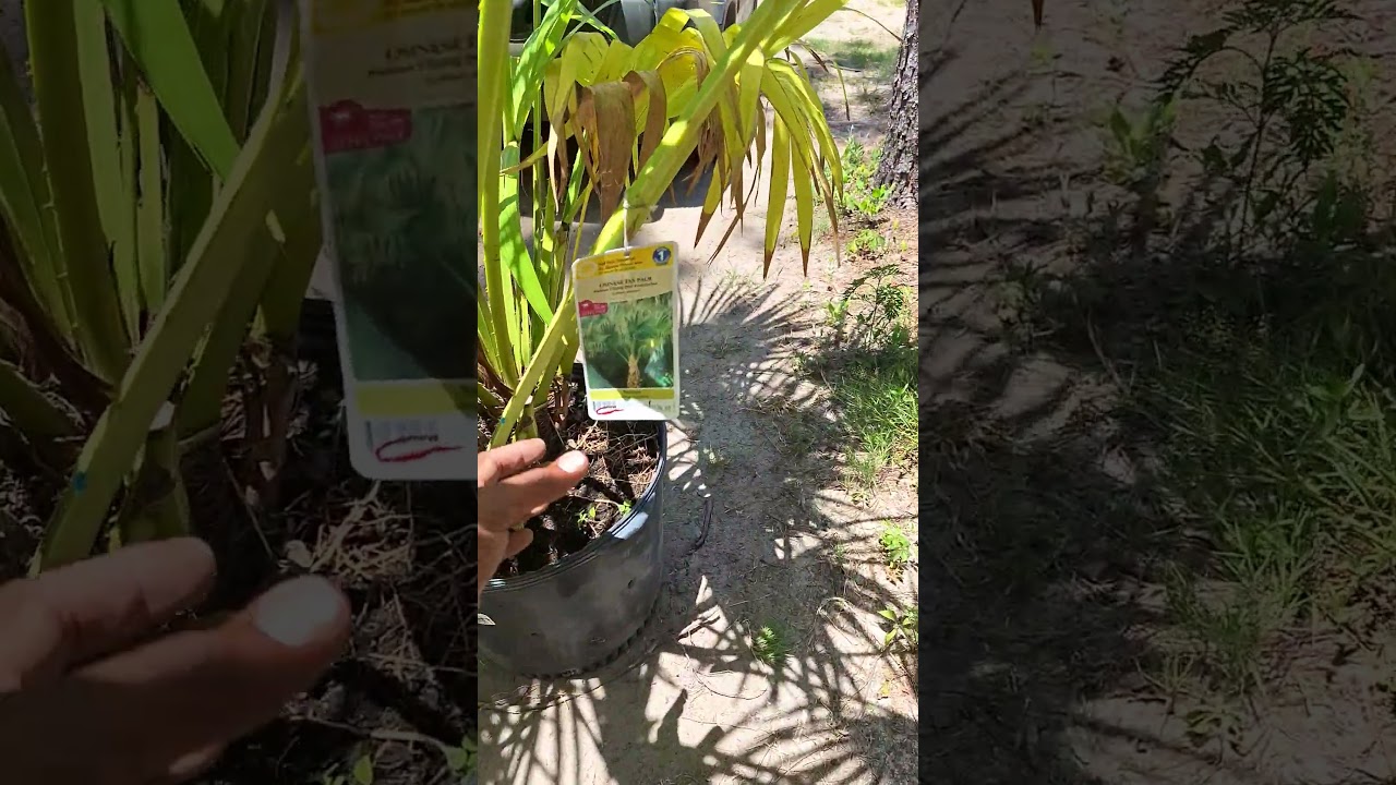 Big savings! Chinese fan palm 🌴 $$$ #discount #plants #plantsale