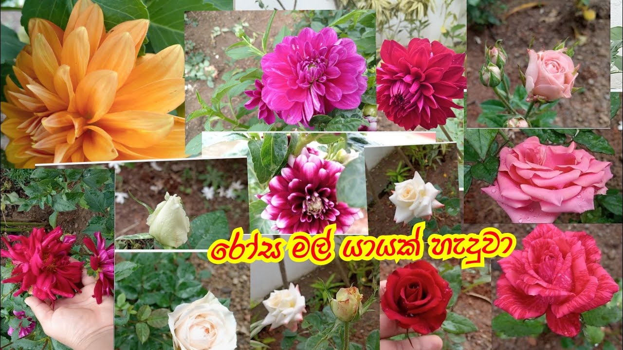 උපන් දිනයට රෝස මල් යායක් හැදුව/ හිතාගන්න බැරිවුනු උපන් දින තෑග්ග#minivlog #birthdaygift #rose