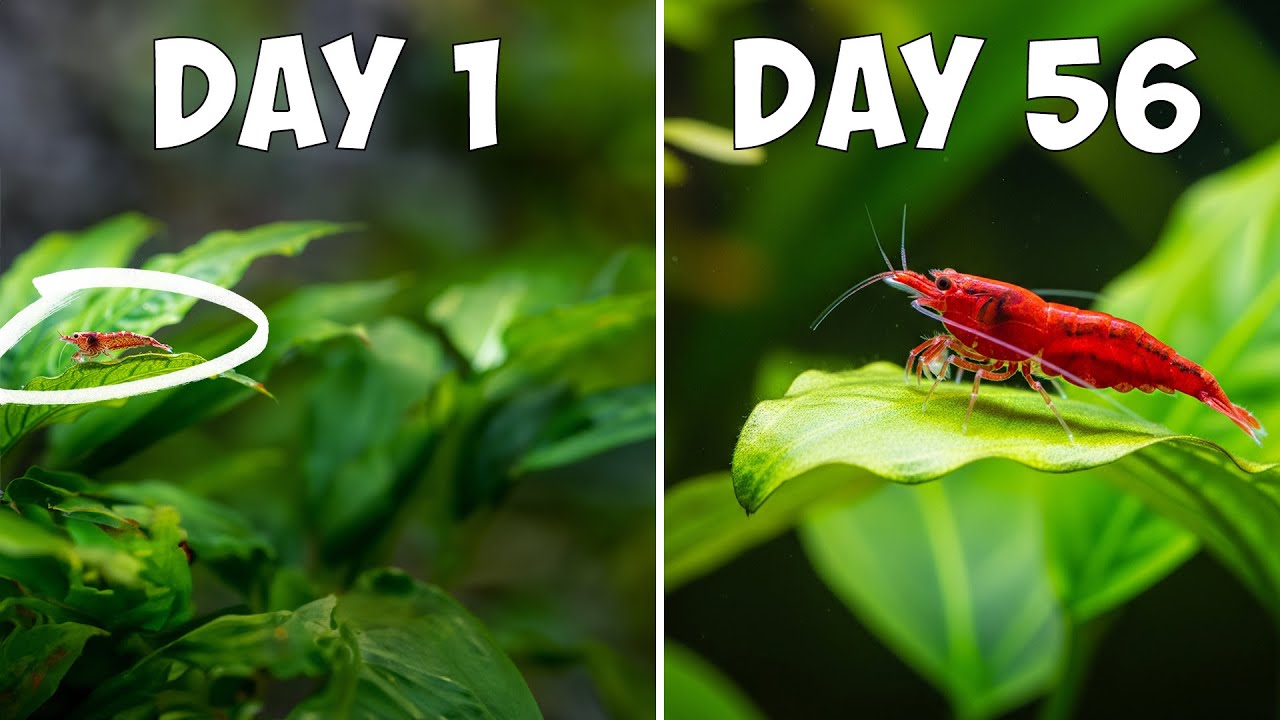 CHERRY SHRIMP LIFECYCLE EXPLAINED! From Tiny Eggs to Bright Shrimp in Weeks!