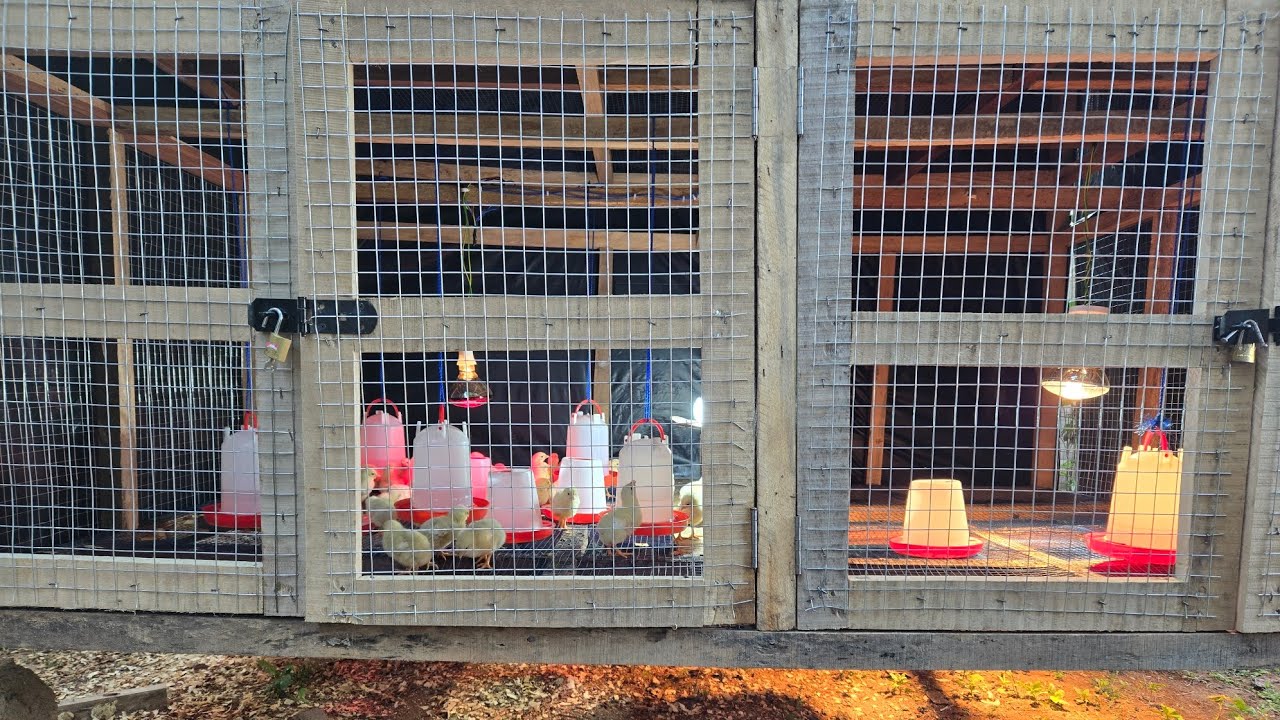 The brooder set up for day old chicks 