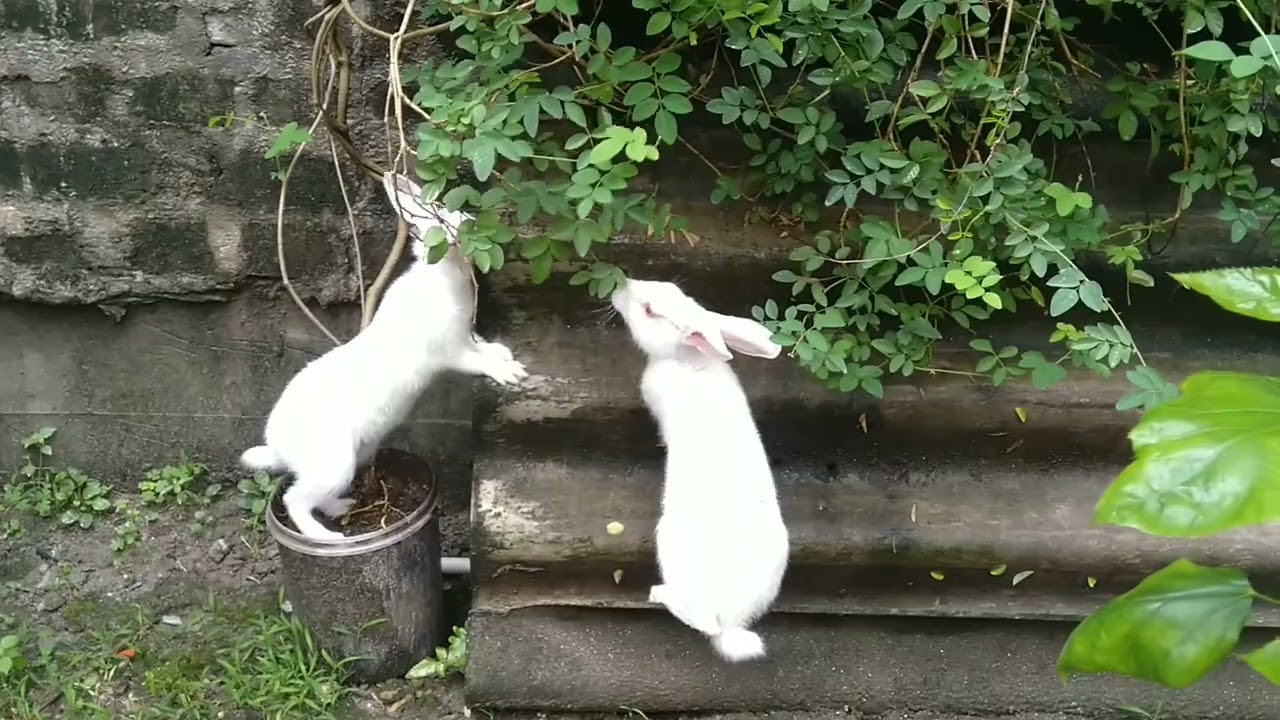 rebbit eating levas🥰 #funnyvideo #dely video #comedy #cutepetanimals #viral